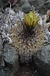 Pyrrhocactus taltalensis Quebrada San Ramon Peru_Chile 2014_2170.jpg